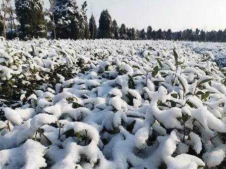 美哉!山海天的雪景如诗又如画