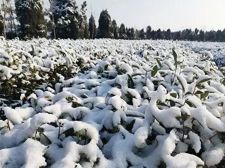 美哉！山海天的雪景如诗又如画