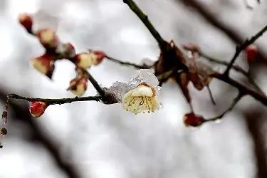 美哉!山海天的雪景如诗又如画