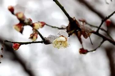 美哉！山海天的雪景如诗又如画