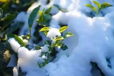 美哉！山海天的雪景如诗又如画