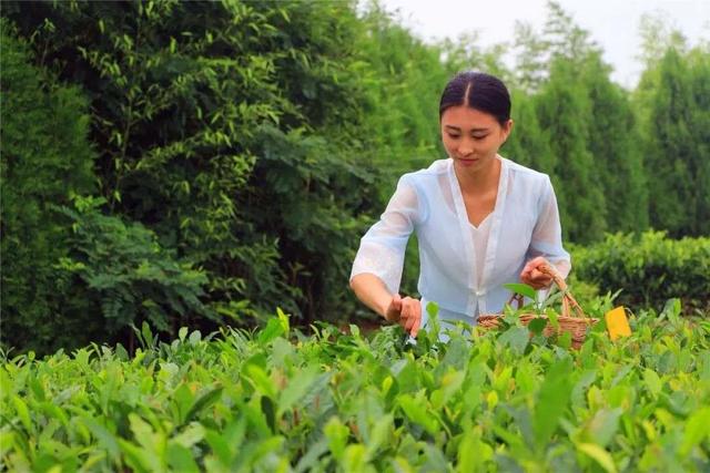 茶寿108，来日照山海天找寻一片树叶的故事……