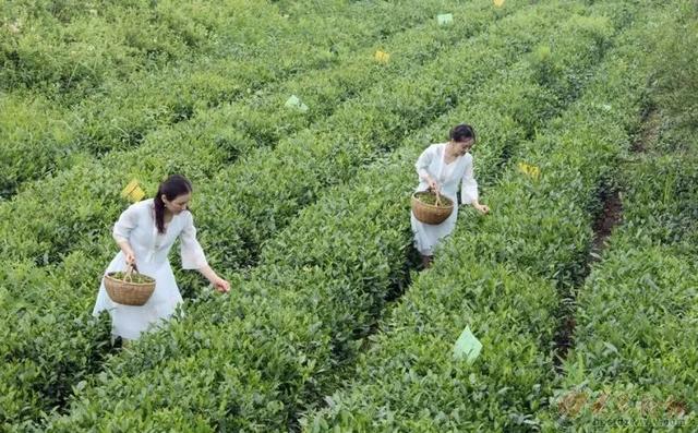 茶寿108，来日照山海天找寻一片树叶的故事……